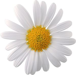 Camomile PNG image, free flower picture-666